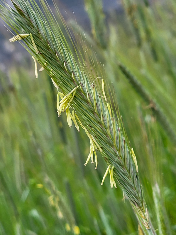 flora & fauna in Silz, Tirol